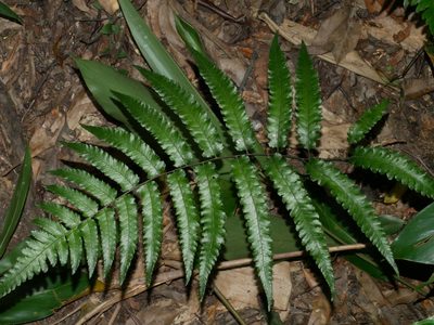 Diplazium mettenianum, photographed by Jacy Chen