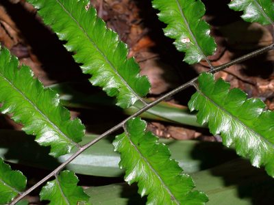 Diplazium mettenianum, photographed by Jacy Chen