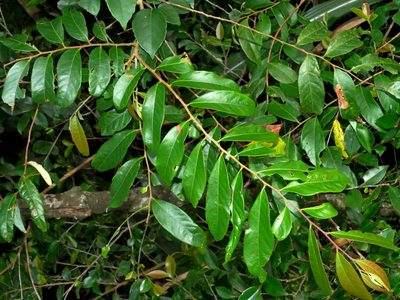 Glochidion acuminatum, photographed by Jacy Chen