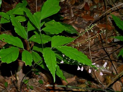 Hylodesmum leptopus, photographed by Jacy Chen
