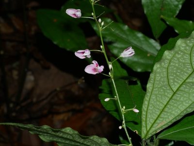 Hylodesmum leptopus, photographed by Jacy Chen
