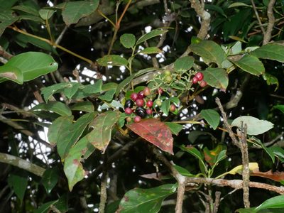 Nekemias cantoniensis, photographed by Jacy Chen