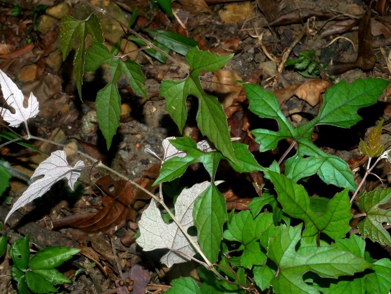 Vitis ficifolia, photographed by Jacy Chen