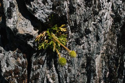 Ranunculus sericophyllus, photographed by Kane Fleury