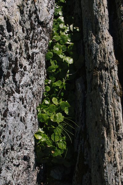 Azorella haastii, photographed by Kane Fleury