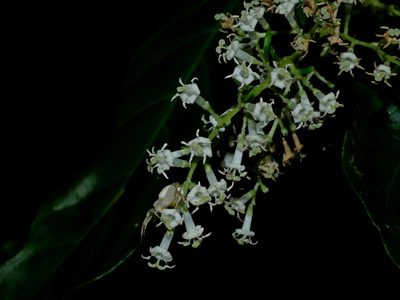 Wendlandia formosana, photographed by Jacy Chen