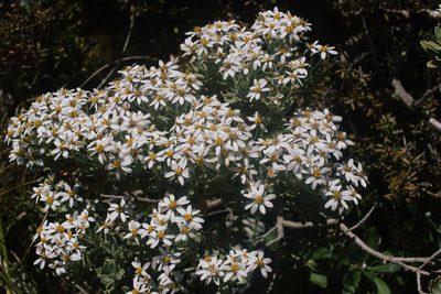 Olearia moschata, photographed by Kane Fleury