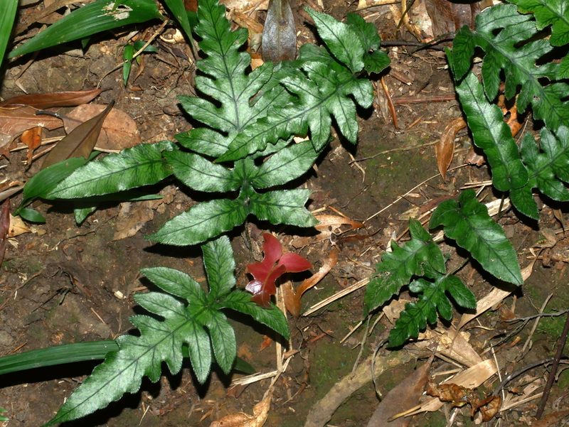 Woodwardia kempii, photographed by Jacy Chen