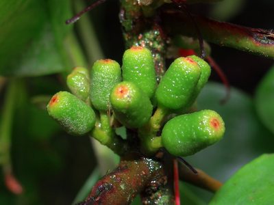 Taxillus liquidambaricola, photographed by 葉子