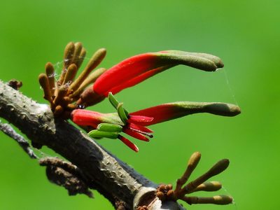 Taxillus liquidambaricola, photographed by 葉子