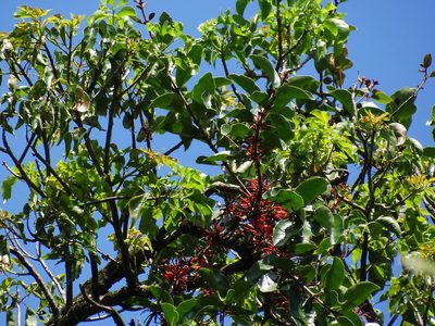 Taxillus liquidambaricola, photographed by 葉子