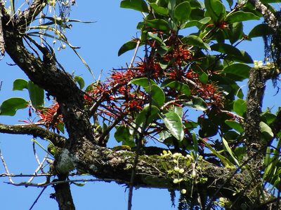 Taxillus liquidambaricola, photographed by 葉子