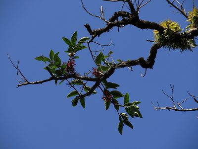 Taxillus liquidambaricola, photographed by 葉子
