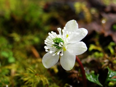 Coptis quinquefolia, photographed by 葉子