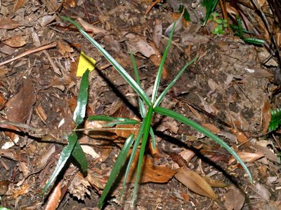 Aidia cochinchinensis, photographed by Jacy Chen