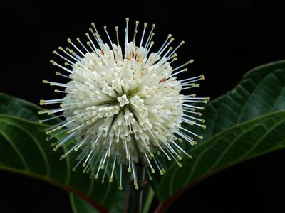 Cephalanthus tetrandrus, photographed by 葉子