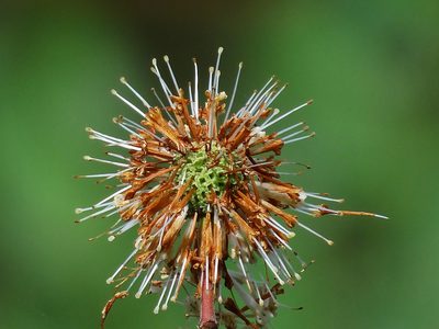 Cephalanthus tetrandrus, photographed by 葉子