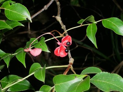 Staphylea japonica, photographed by Jacy Chen