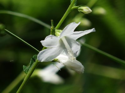 Urena procumbens, photographed by 葉子