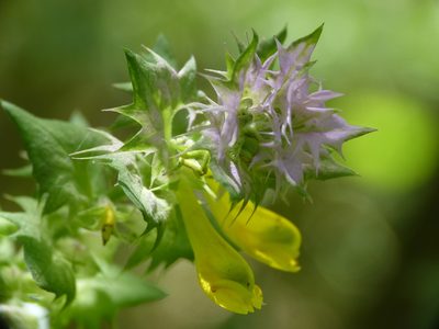 Melampyrum vaudense, photographed by Yves Bas