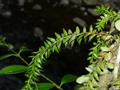 Phlegmariurus phlegmaria, photographed by Jacy Chen