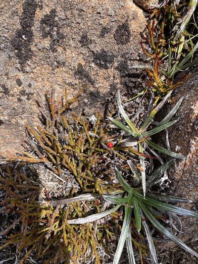 Exocarpos humifusus, photographed by krumpianking