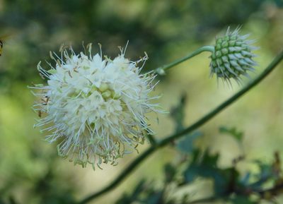 Cephalaria ambrosioides, photographed by Kostas Zontanos