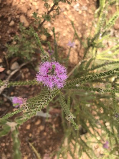 Melaleuca crossota, photographed by Ann Bentley