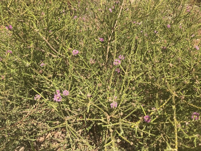 Melaleuca crossota, photographed by Ann Bentley