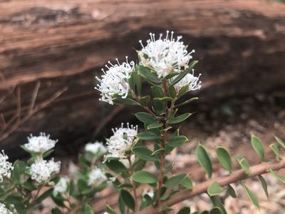 Hakea ruscifolia, photographed by Ann Bentley