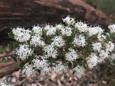 Hakea ruscifolia, photographed by Ann Bentley
