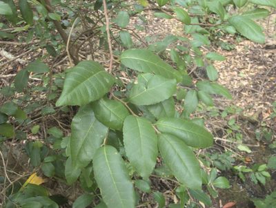Streblus banksii, photographed by Paul Bell-Butler