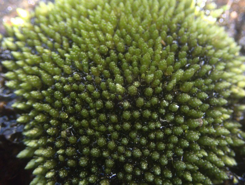 Ochiobryum blandum, photographed by Paul Bell-Butler