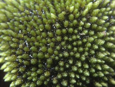Ochiobryum blandum, photographed by Paul Bell-Butler