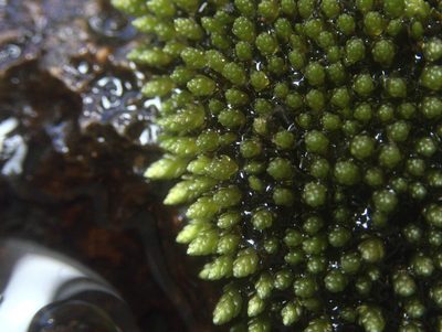 Ochiobryum blandum, photographed by Paul Bell-Butler