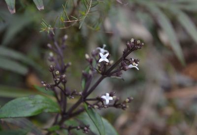 Hedyotis lancea, photographed by Michael Meiring