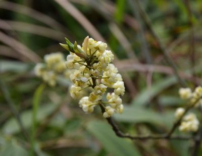 Litsea cubeba, photographed by Michael Meiring