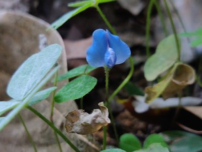 Parochetus communis, photographed by T R Shankar Raman