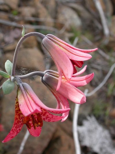 Lilium bolanderi, photographed by Yves Bas