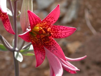 Lilium bolanderi, photographed by Yves Bas