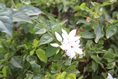 Jasminum multiflorum, photographed by Brian Oakes Haiti Hunter