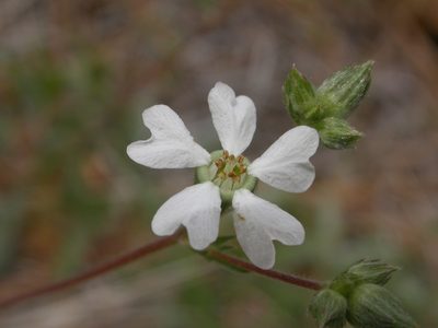 Potentilla sericata, photographed by Yves Bas