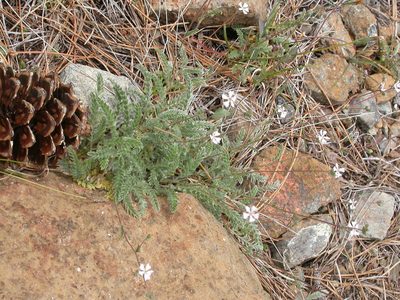 Potentilla sericata, photographed by Yves Bas