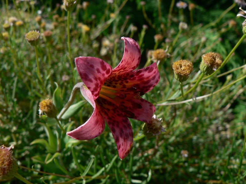 Lilium bolanderi, photographed by Yves Bas