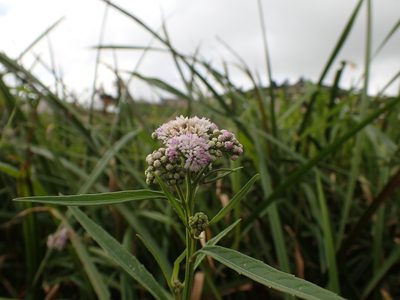 Ethulia conyzoides, photographed by Mahomed Desai