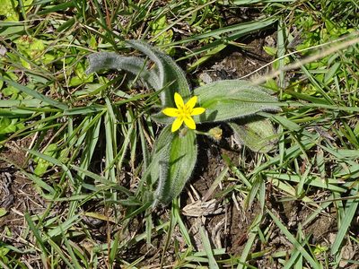 Hypoxis sobolifera, photographed by Shaun Swanepoel
