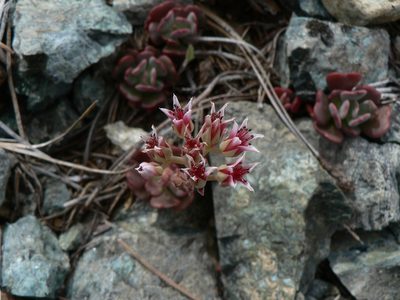 Sedum laxum, photographed by Yves Bas