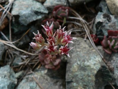 Sedum laxum, photographed by Yves Bas