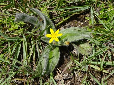Hypoxis sobolifera, photographed by Shaun Swanepoel