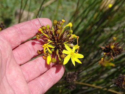 Bobartia orientalis, photographed by Shaun Swanepoel